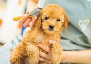 愛玩動物飼養管理士