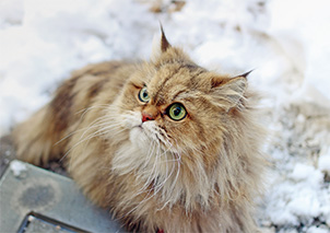 ZCCキャットマイスター