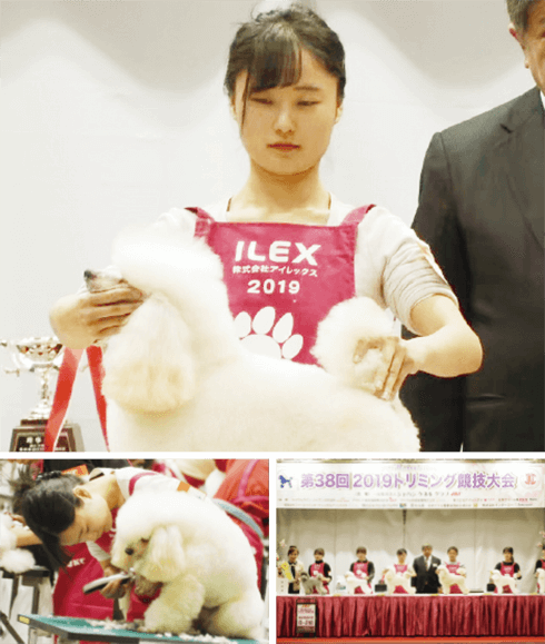 「JKCトリミング競技大会」連続受賞の快挙