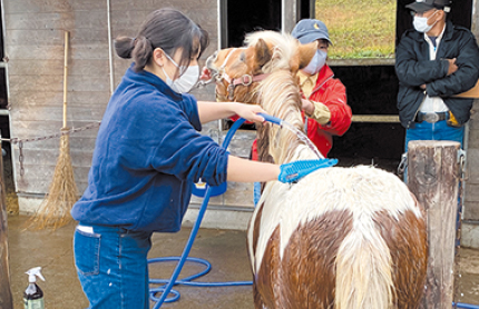 馬のシャンプー体験