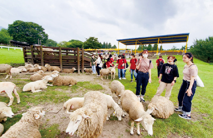羊とのふれあい
