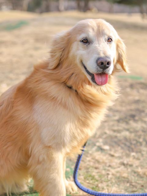 ゴールデン レトリバー アーカイブ 群馬動物専門学校