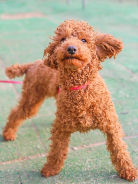 トイ プードル アーカイブ 群馬動物専門学校