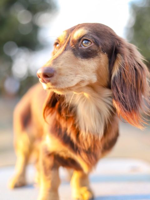 ミニチュア ダックスフンド アーカイブ 群馬動物専門学校